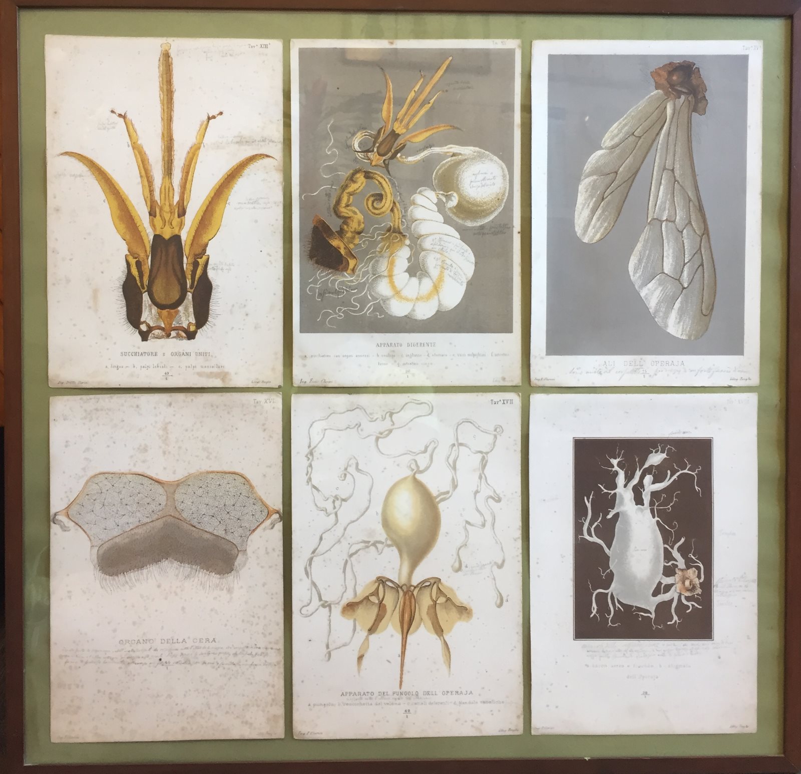 Antico libro realizzato a mano sull'anatomia dell'ape