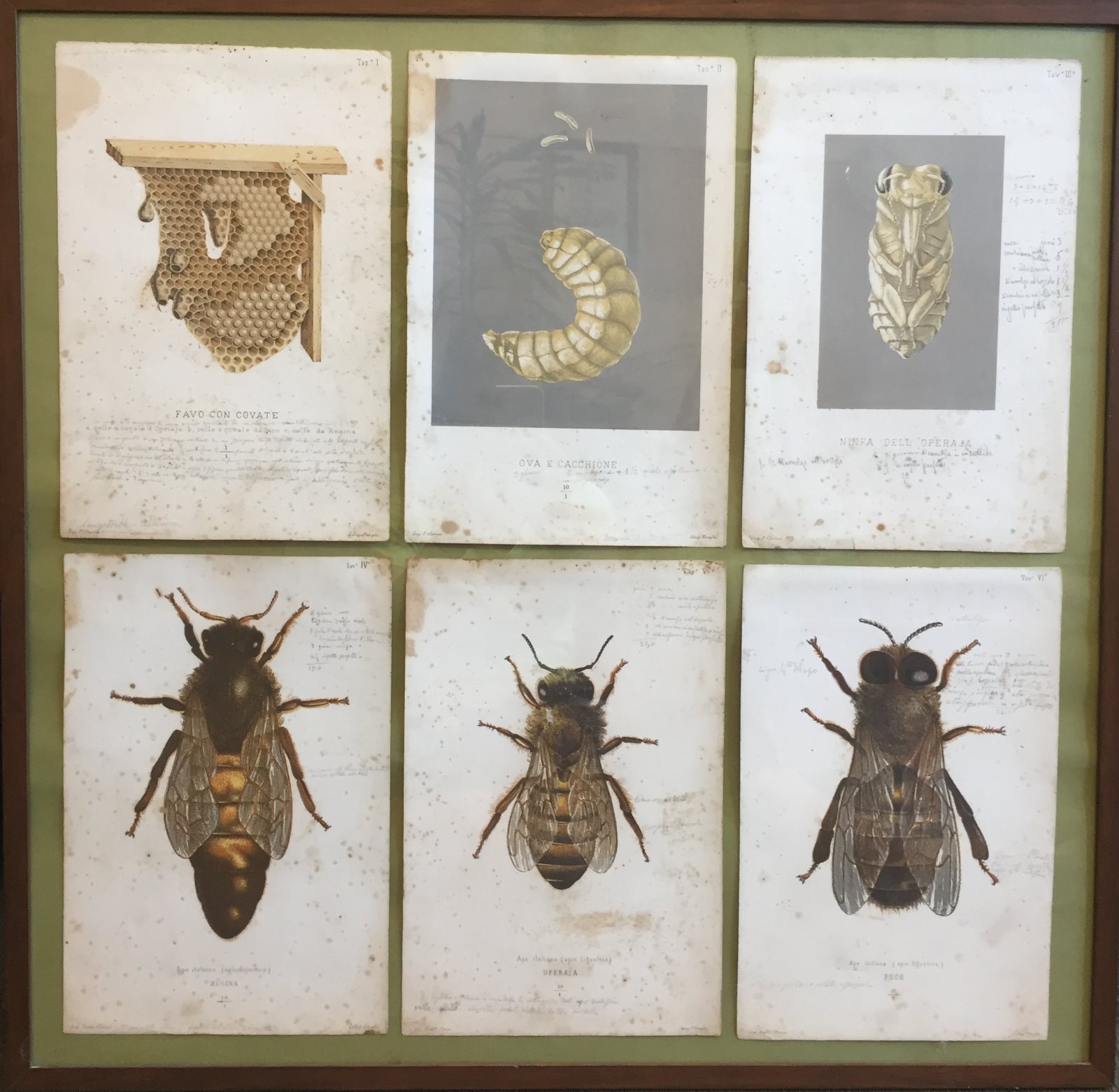 Antico libro realizzato a mano sull'anatomia dell'ape